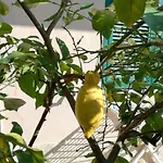 Il Giardino Di Ari アパート