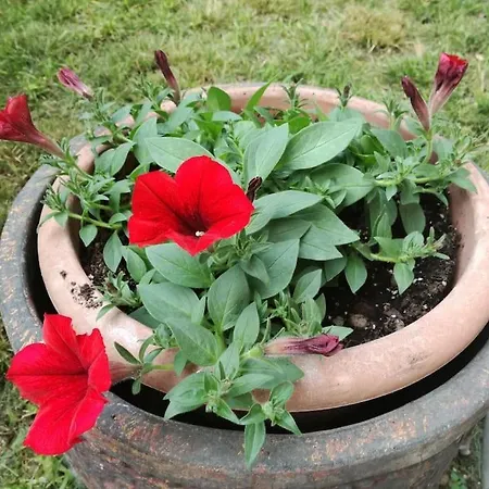 Il Giardino Di Ari *